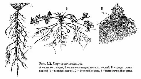Смешанный корень