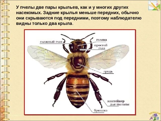 Крылья пчелы. Сколько крыльев у пчелы. Строение крыльев пчелы. У пчелы 2 крыла.
