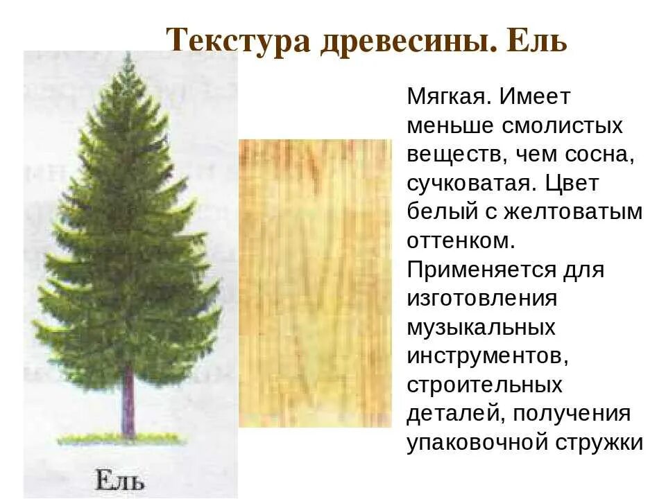 Ель строение дерева. Строение хвойного дерева. Описание древесины ели. Характеристика древесины ель.