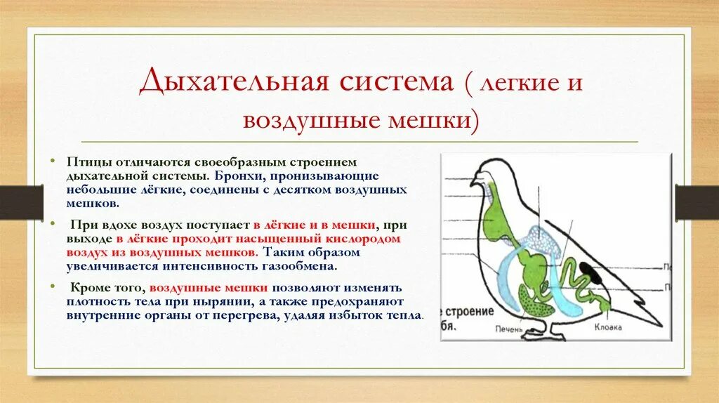 Какую функцию выполняют воздушные мешки. Схема строения дыхательной системы птиц. Дыхательная система птиц биология. Дыхательная система птиц акт дыхания. Воздушные мешки у птиц.