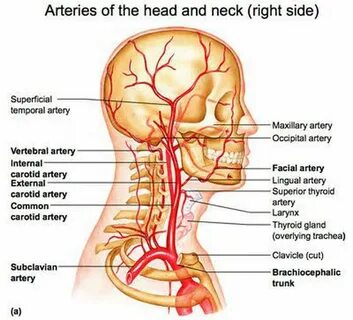 Head branch