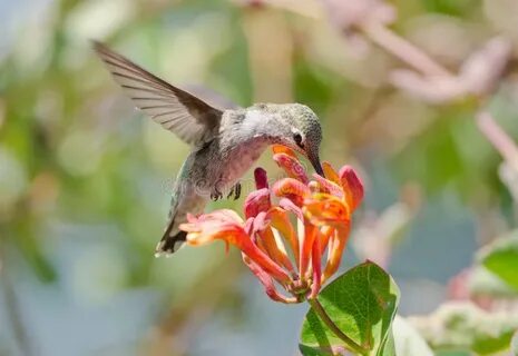 How do hummingbirds help flowering plants