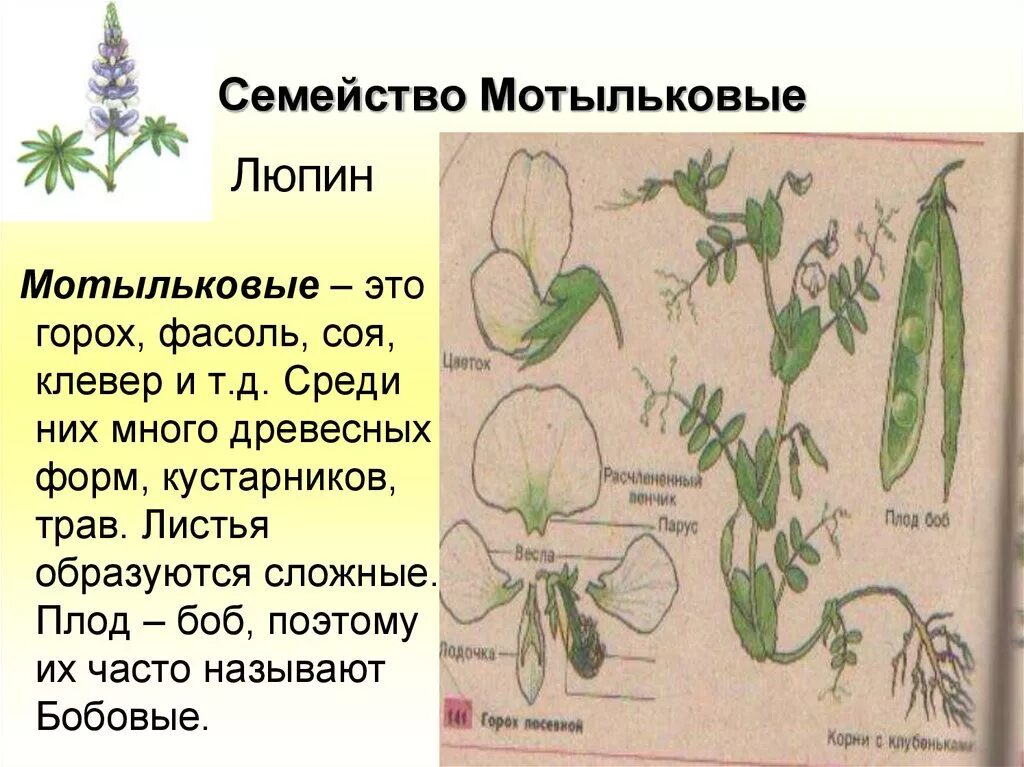 Класс двудольные Мотыльковые. Плод плоды семейства Мотыльковые. Семейство Мотыльковые бобовые плод. Строение цветка бобовые Мотыльковые. Горох биология 6 класс