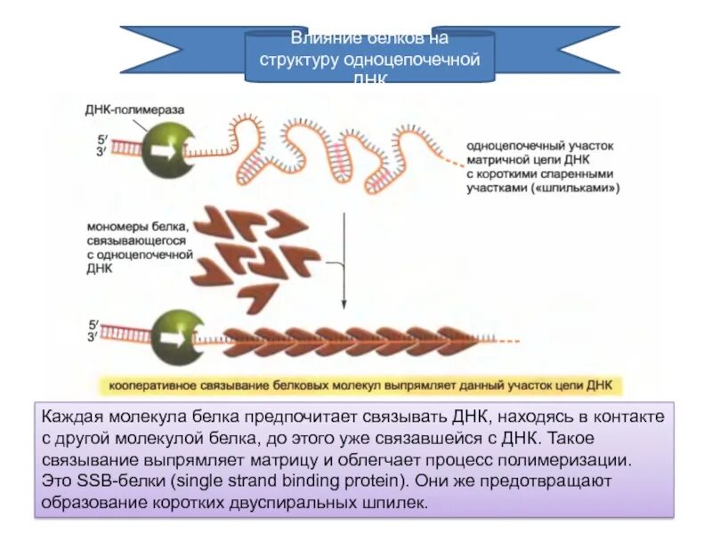 Белки связывающие одноцепочечную ДНК. Структура с одноцепочечной ДНК. Белок SSB связывает одноцепочечную. Одноцепочечная молекула ДНК.