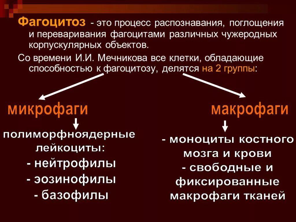 Способность клеток к фагоцитозу. Фагоцитоз. Клетки способные к фагоцитозу. Фагоцитоз это кратко.