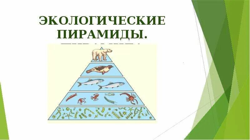 Экологическая пирамида численности. Экологическая пирамида тайги. Схема экологической пирамиды. Экологическая пирамида аквариума.