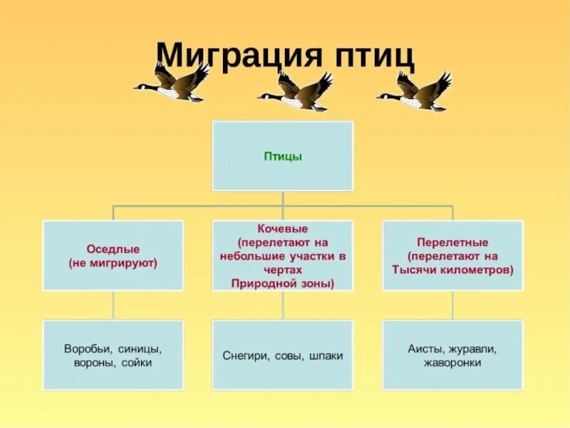 Значение оседлая. Сезонные миграции птиц. Миграция животных и птиц. Факторы миграции птиц. Миграция перелетных птиц.