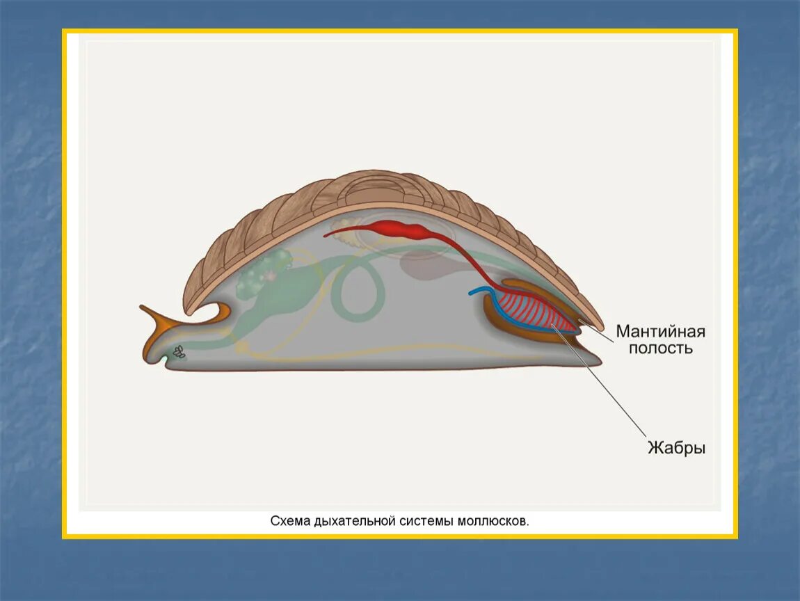 Брюхоногие моллюски выделительная система. Выделительная система брюхоногих моллюсков. Выделительная система прудовика. Тип моллюски выделительная система. Органы дыхания прудовика