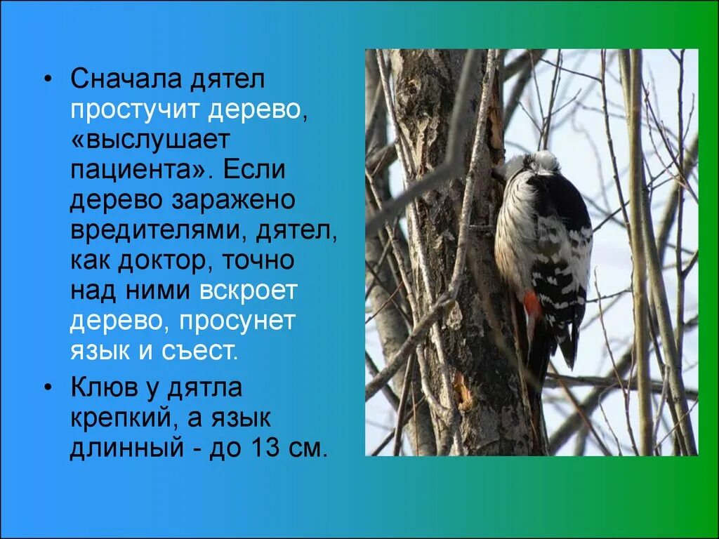 интересные факты о дятеле. дятел интересные факты для детей. интересные факты о дятлообразных. интересное про дятла для детей. дятел интересные факты для детей.