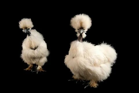 Шерсть курицы