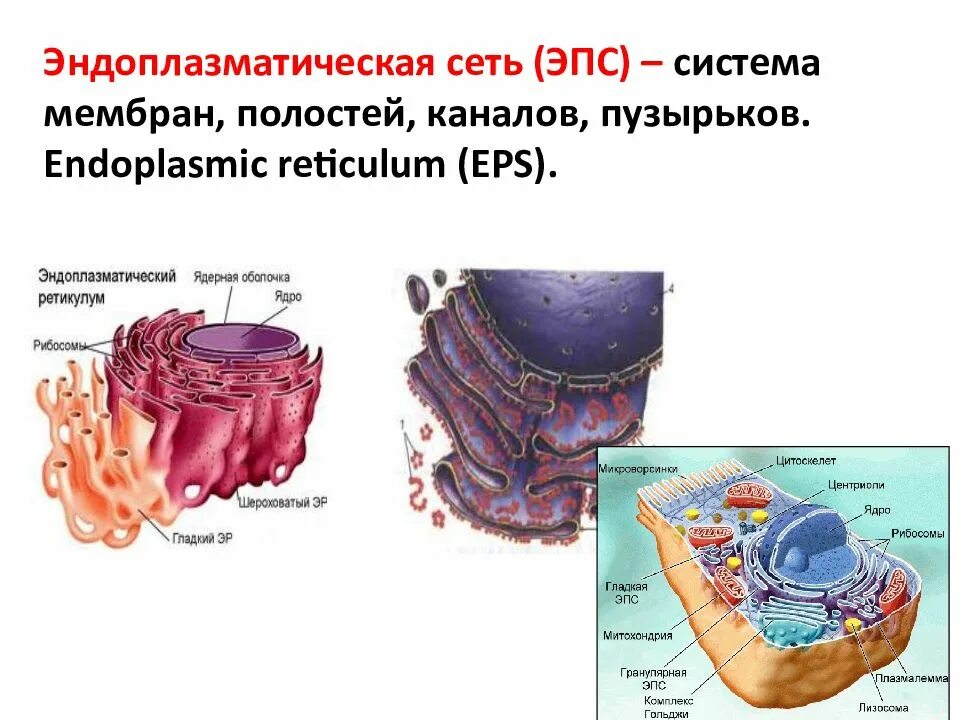 Эндоплазматическая сеть или эндоплазматический ретикулум. Эндоплазматическая сеть цитология. Эндоплазматическая РЕТИКУЛА. Эндоплазматическая сеть система мембранных.