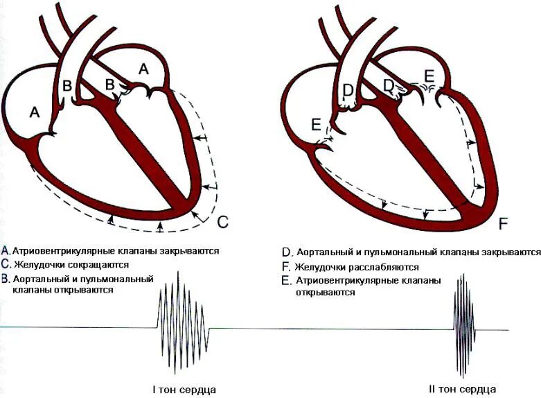 Звуки тона сердца. Механизм образования 3 и 4 тонов сердца. Тоны сердца систолический и диастолический. Звуковые характеристики 2-го тона сердца:. Тоны сердца и их происхождение физиология.