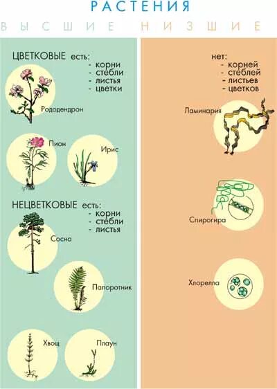Низшие растения примеры названия. Отличие высших растений от низших. Различия между высшими и низшими растениями. Высшие и низшие растения отличия. Разница между высшими и низшими растениями.