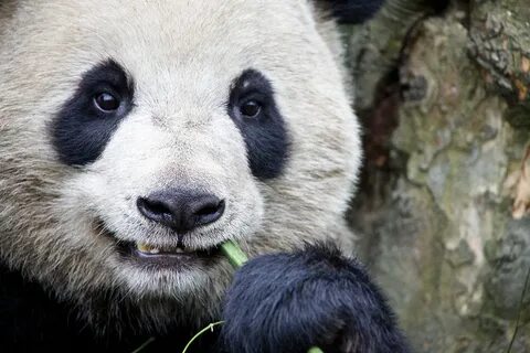 Pandas get