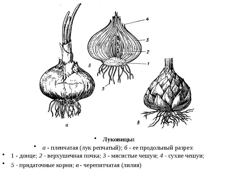 Сухие чешуйчатые листья. Донце луковицы нарцисса строение. Строение луковицы лилейных.