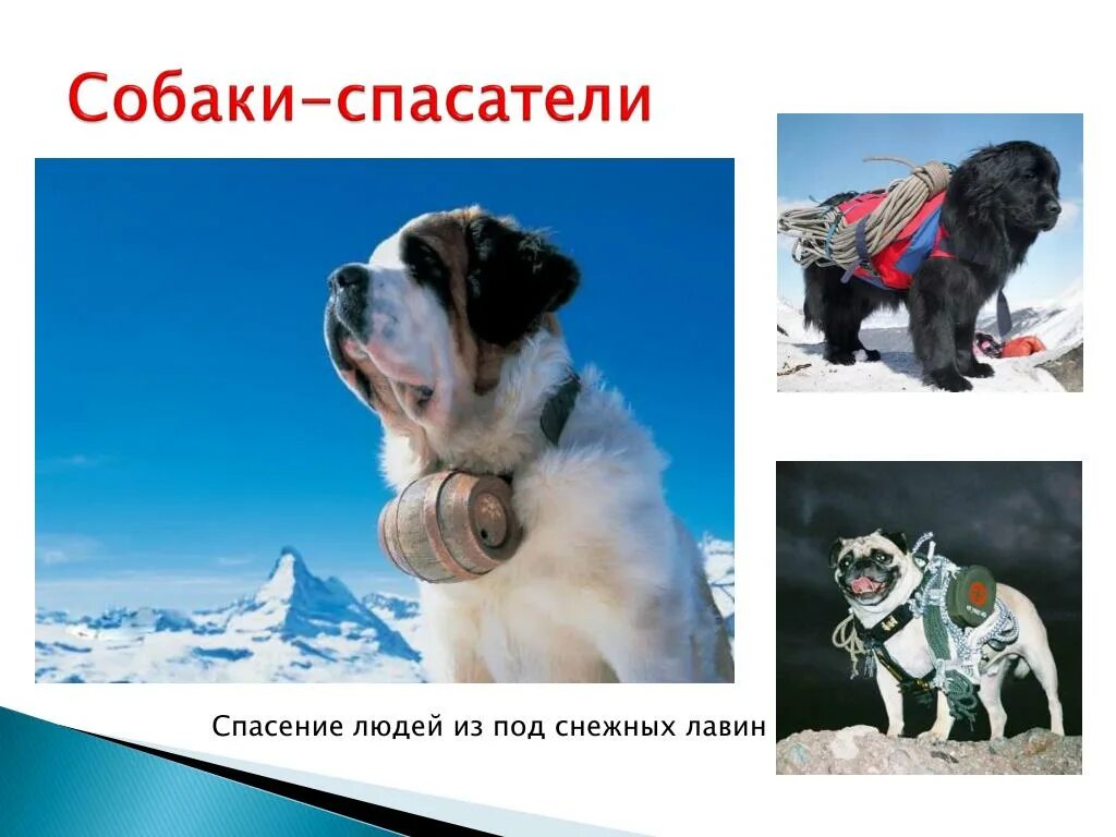Собака спасает от лавины
