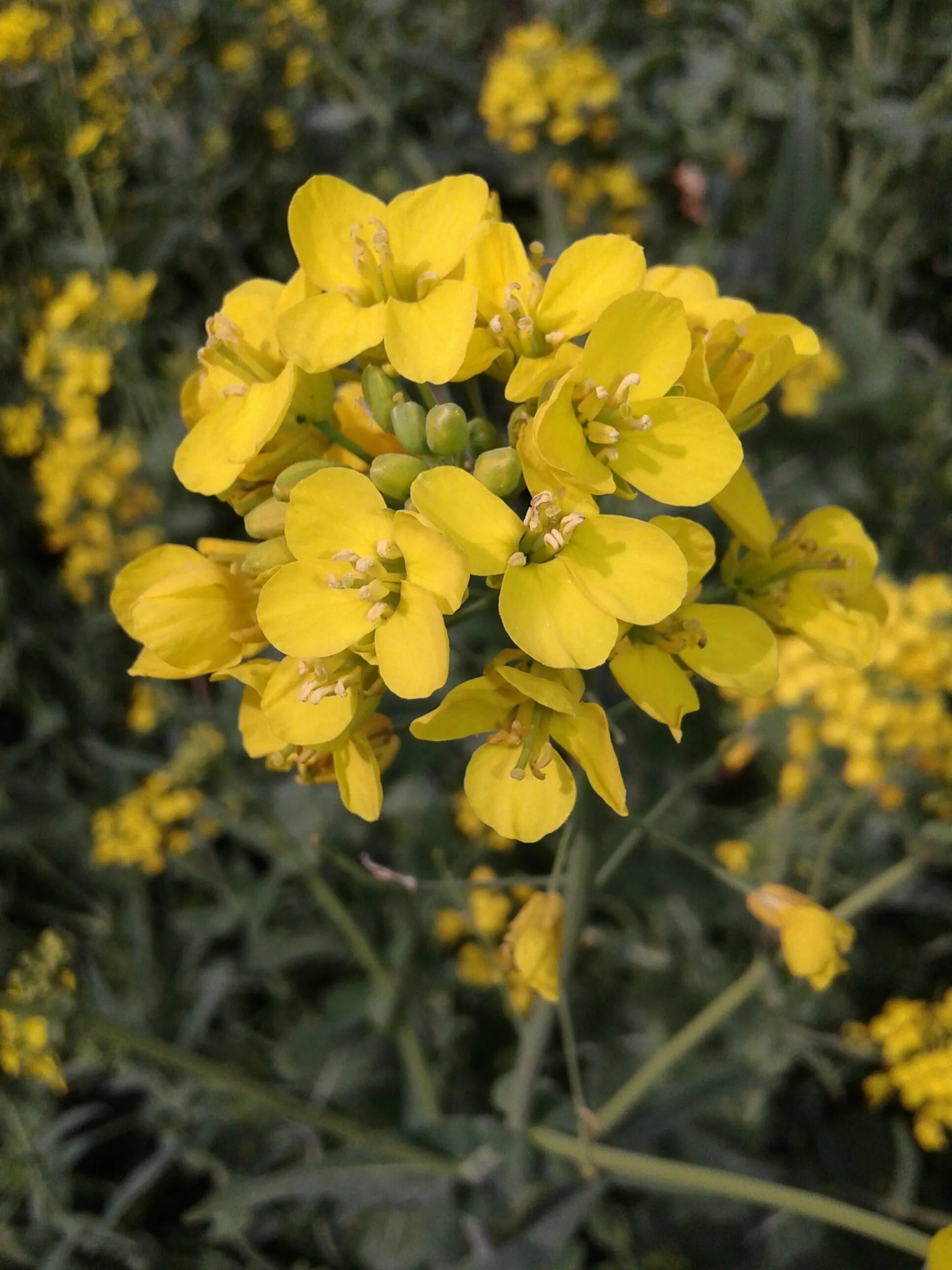 Цветок крестоцветных. Луговые крестоцветные. Крестоцветные. Цвет крестоцветных. Молочай рапс.