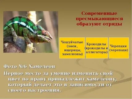 К отряду чешуйчатых пресмыкающихся относятся