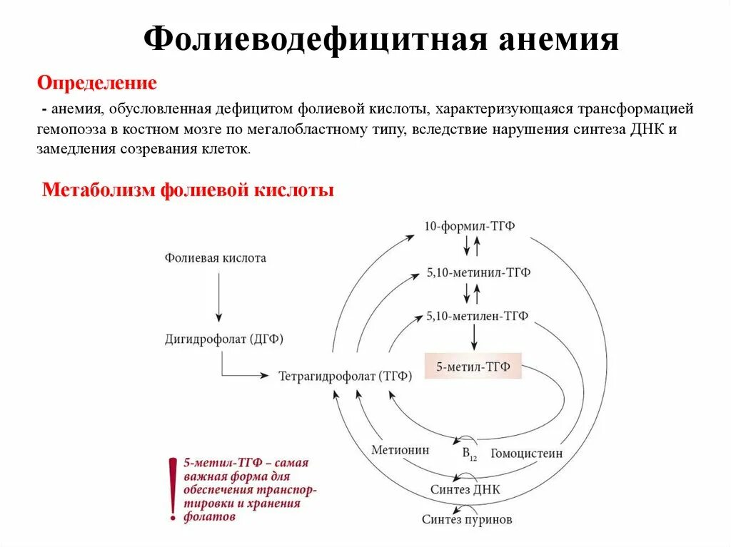 Анемия при недостатке витамина. Патогенез развития фолиеводефицитной анемии. Роль витамина в12 и фолиевой кислоты в гемопоэзе. Патогенез анемии при недостатке фолиевой кислоты. В12 фолиеводефицитная анемия клиника.