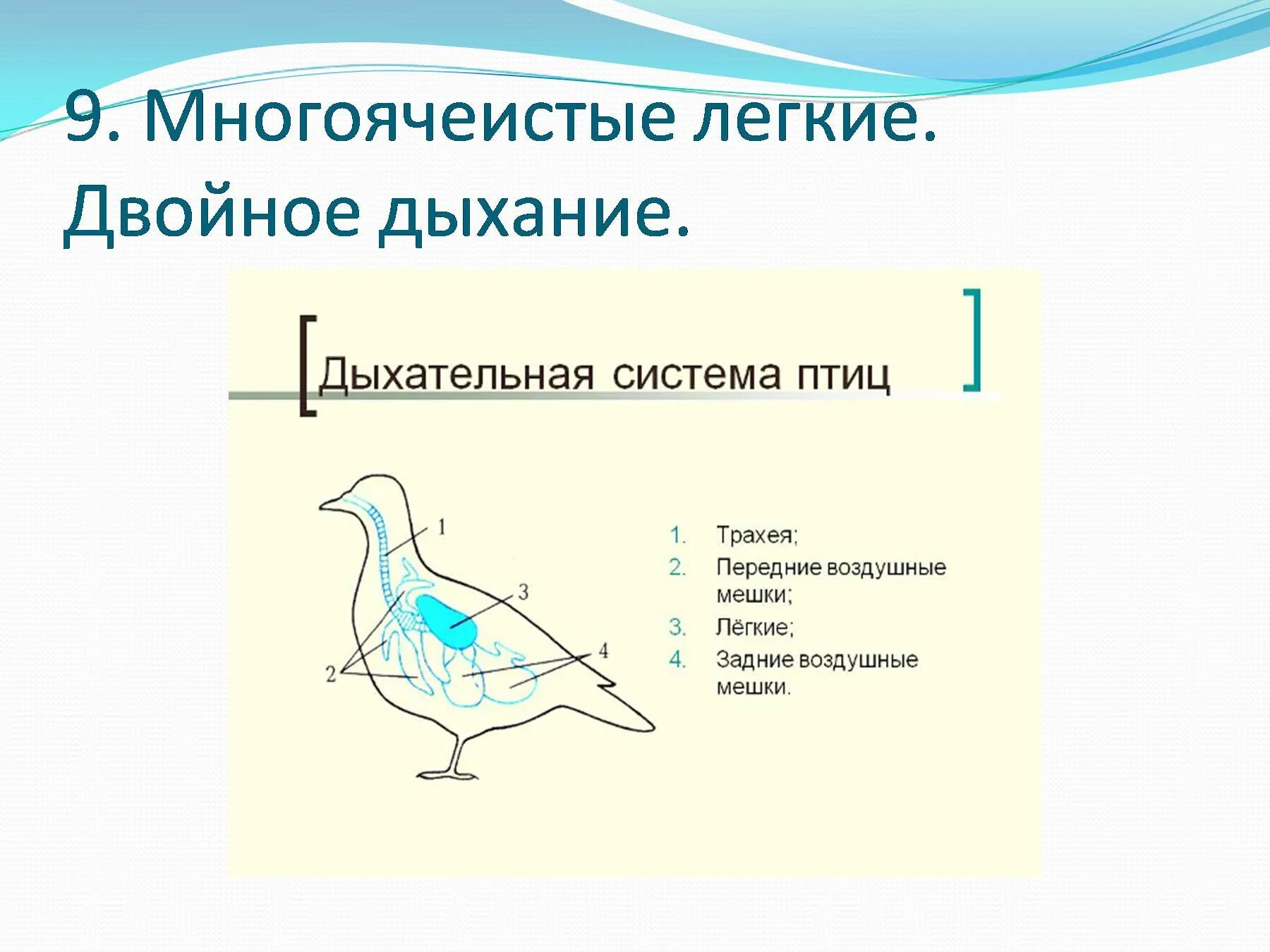Дыхательная система птиц строение и функции. Схема строения органов дыхания птиц. дыхательная система птиц 7 класс. схема дыхательной системы птицы. строение дыхательной системы птиц рисунок.