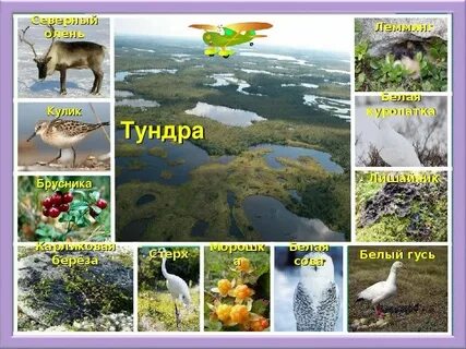 Животный и растительный мир изучает