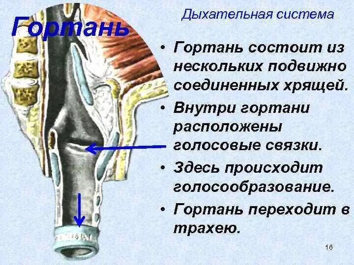 В какую систему органов входит гортань. Гортань состоит из. Система гортани. Дыхательная система гортань. Дыхательная система голосовые связки.