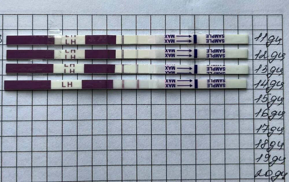 Зачатие девочки по овуляции. Овуляция по дням. Овуляция это простыми словами. Нет овуляции. Предполагаемая овуляция