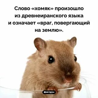 Кодовое слово в хомяке 16 июля