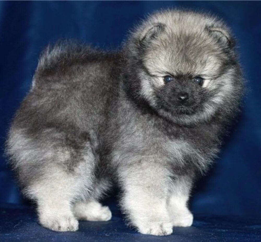 Собака бумера шпиц. Шпиц серо белый померанский. Серый шпиц. Шпиц волчий окрас. Немецкий шпиц серый.