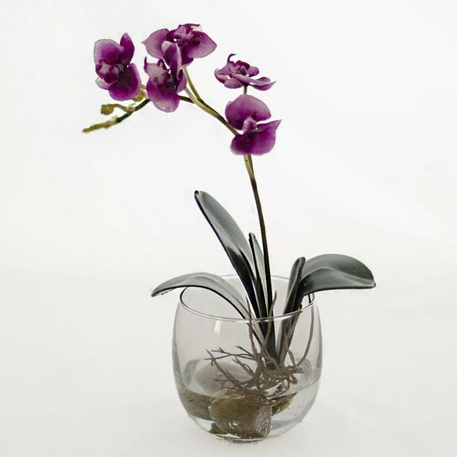 Орхидея купить в туле. Орхидея фаленопсис икеа. Фаленопсис Бинго. Фаленопсис Artisto Craft. Фаленопсис Lee 1184.