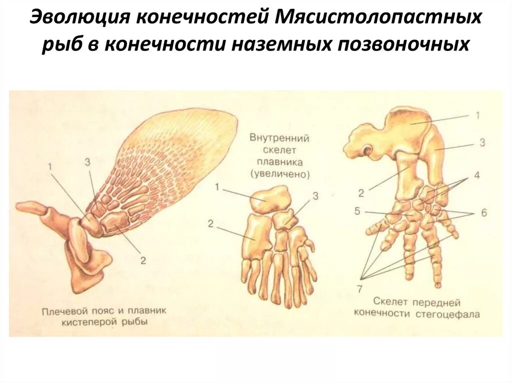 Плечевой пояс и плавник кистеперой рыбы. Строение передней конечности рыбы. Эволюция конечностей у млекопитающих. Строение передних конечностей рыбы.