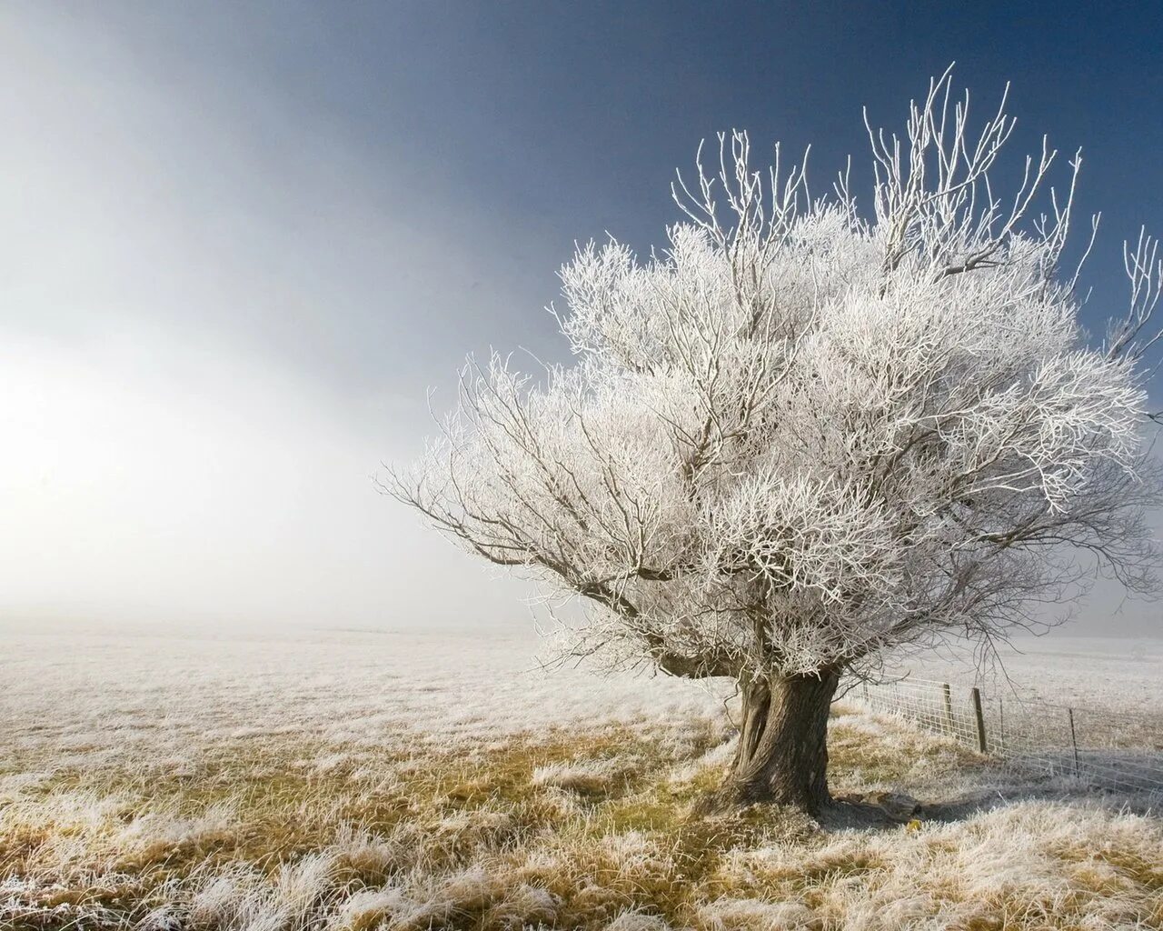 Зачем белые деревья. Белое дерево. Белое дерево растение. Холодное дерево. Фрости дерево.