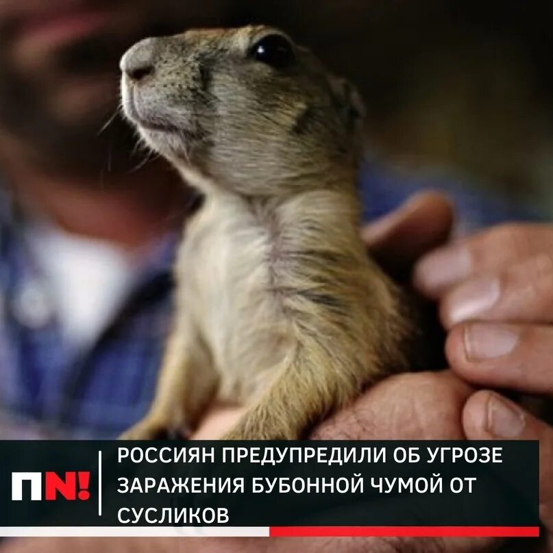 Краснощекий суслик. Суслики чума. Опасный суслик. Когти суслика. Суслик и человек.