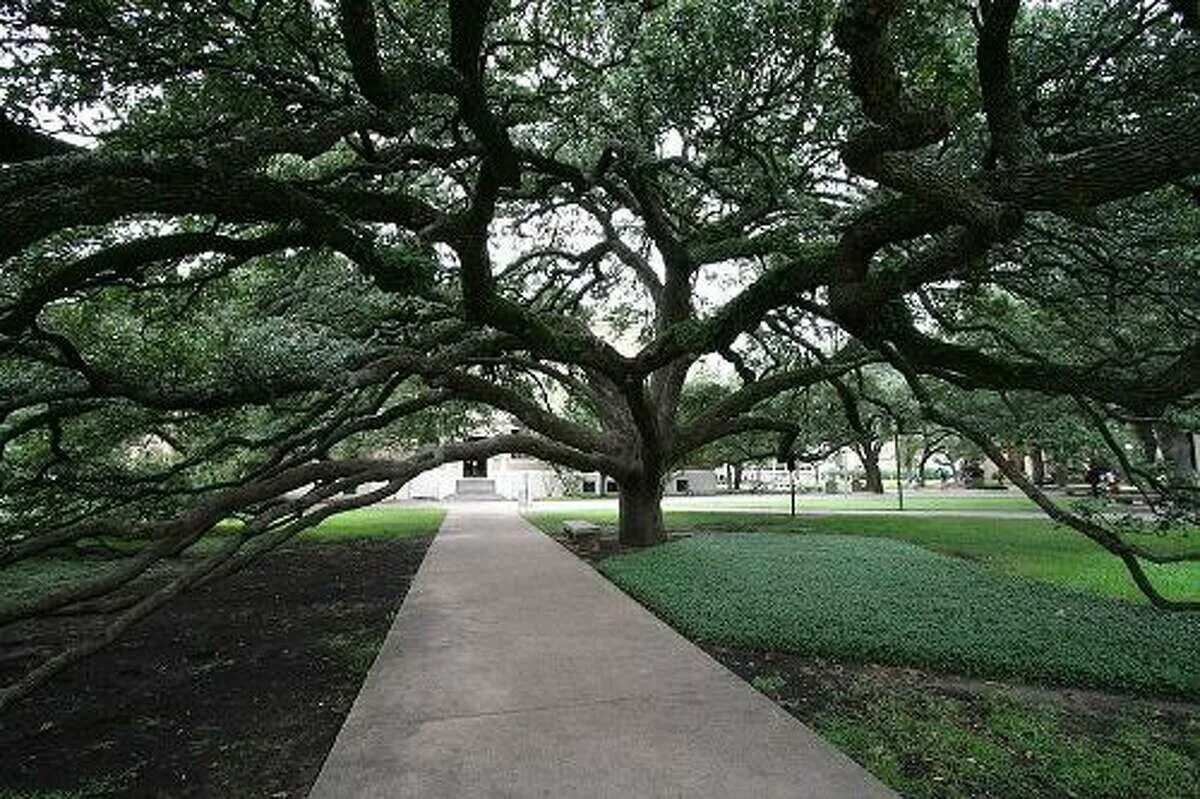 The special tree