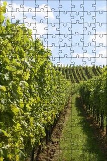 Des vignes