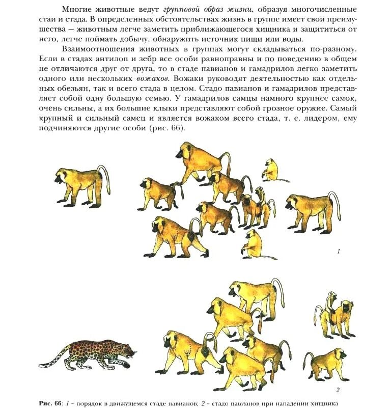 Как ведут образ жизни животные. Одиночный и групповой образ жизни животных. Семейный способ жизни животные. Семейный образ жизни животных примеры. Характеристика семейного образа жизни животных.