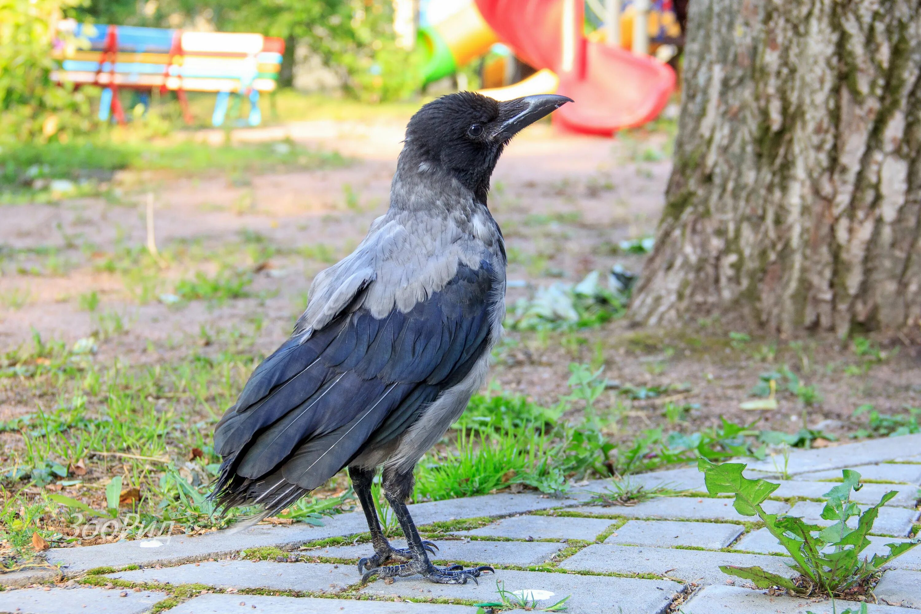 самец серой вороны. корвус ворон. ростовая кукла ворона. ворона матрена. Corvus corax птица.