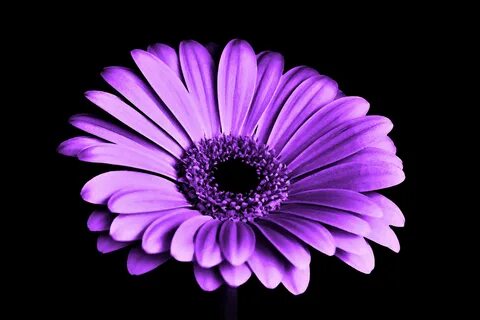 Desktop HD wallpaper: Flowers, Flower, Earth, Gerbera, Purple Flower free d...
