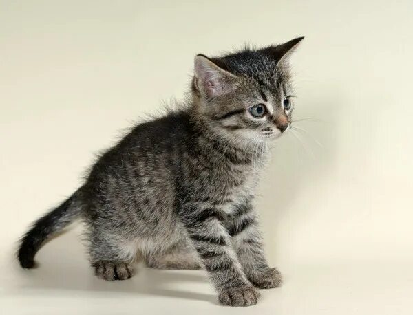 серый котенок с полосками. котенок серо полосатый. как назвать серого полосатого котенка. как назвать серого полосатого котенка. американская короткошерстная табби.