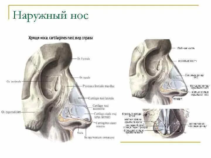 Строение наружного носа. Наружный нос анатомия Синельников. Наружный нос анатомия строение. Анатомия наружного носа и полости носа.