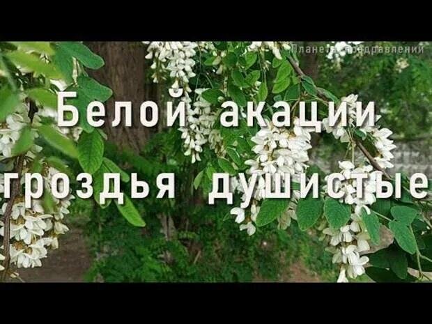 Слушать романс белой акации гроздья. Сенчина Акация гроздья душистые. Романс белой акации гроздья душистые. Романс белой акации гроздья.