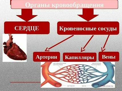 Т система биология