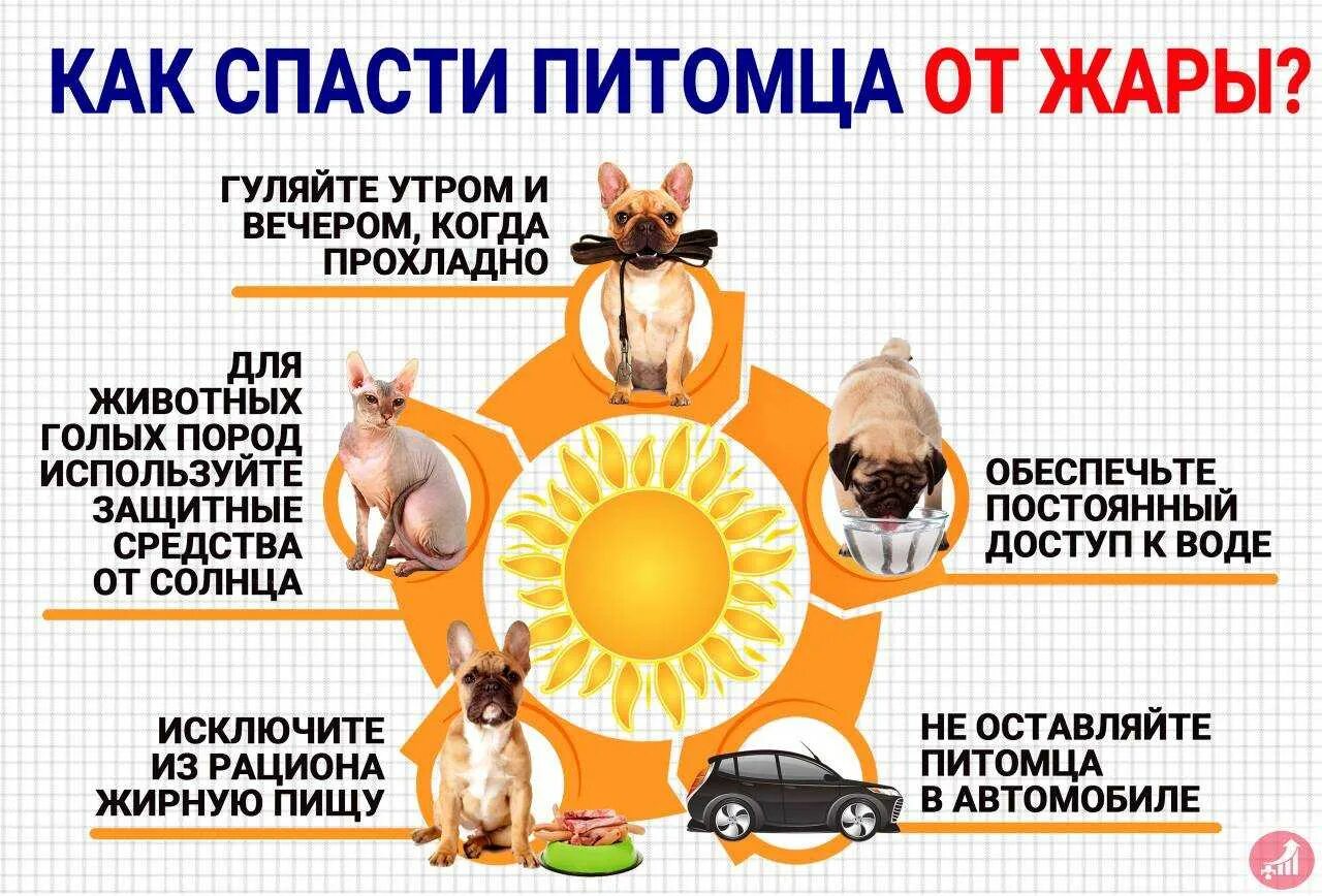 Как спастись от животных