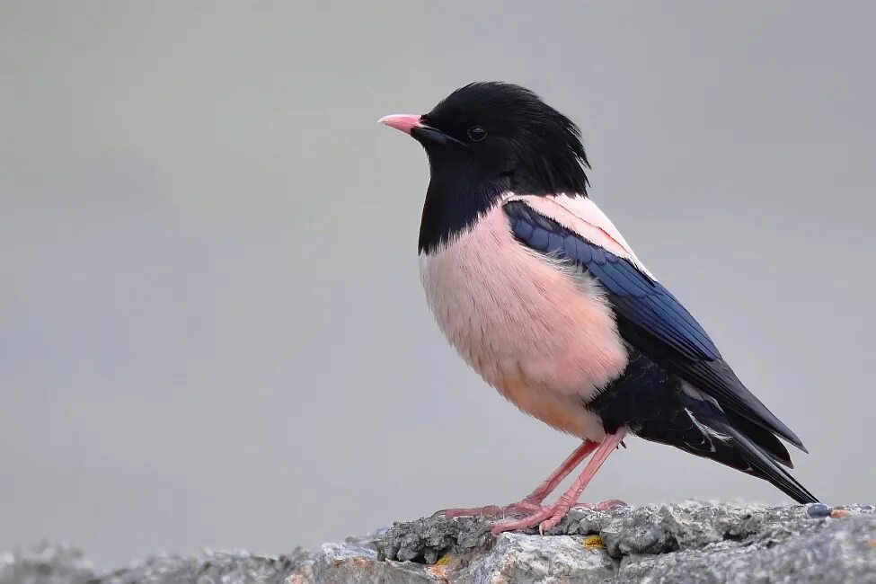 Розовый скворец. Sturnus roseus. розовый скворец sturnus roseus (linnaeus, 1758). розовый скворец в крыму красная книга.
