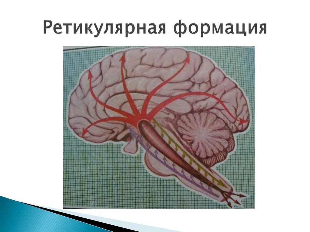 Ретикулярная формация мозга функции. Ретикулярная формация головного мозга. ретикулярная формация строение. ретикулярная формация ствола мозга. ретикулярная формация спинного мозга.