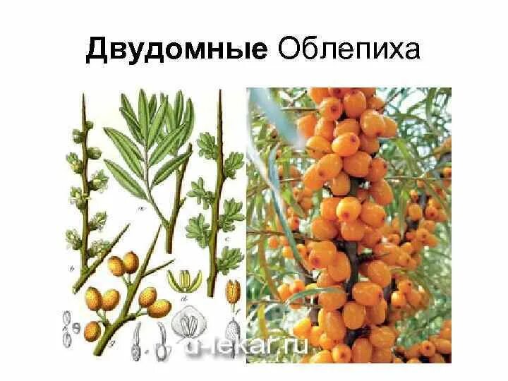 Как различить облепиху женскую