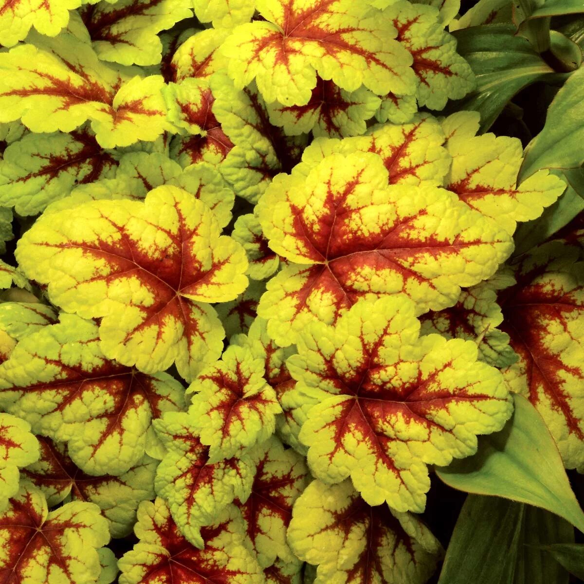 Гейхера гибридная Heuchera hybride "Christa" : P9 Сибирские газоны - Сибирские г