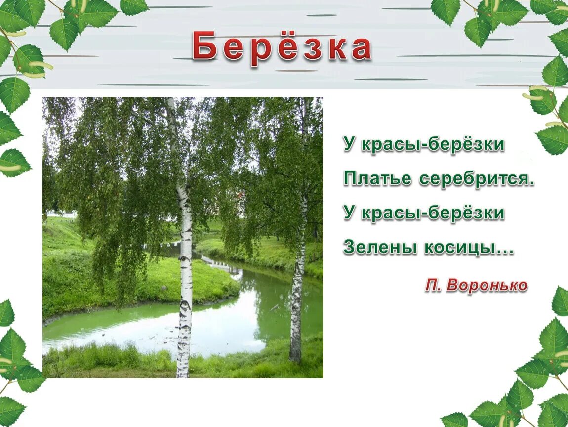 Презентация березка. Береза символ России. Береза символ. Берёза символ России для дошкольников. Стих про березу.