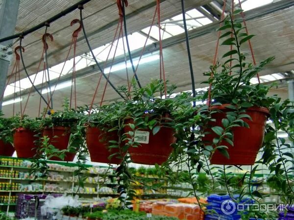 Садовый центр совхоз. Садовый центр совхоз