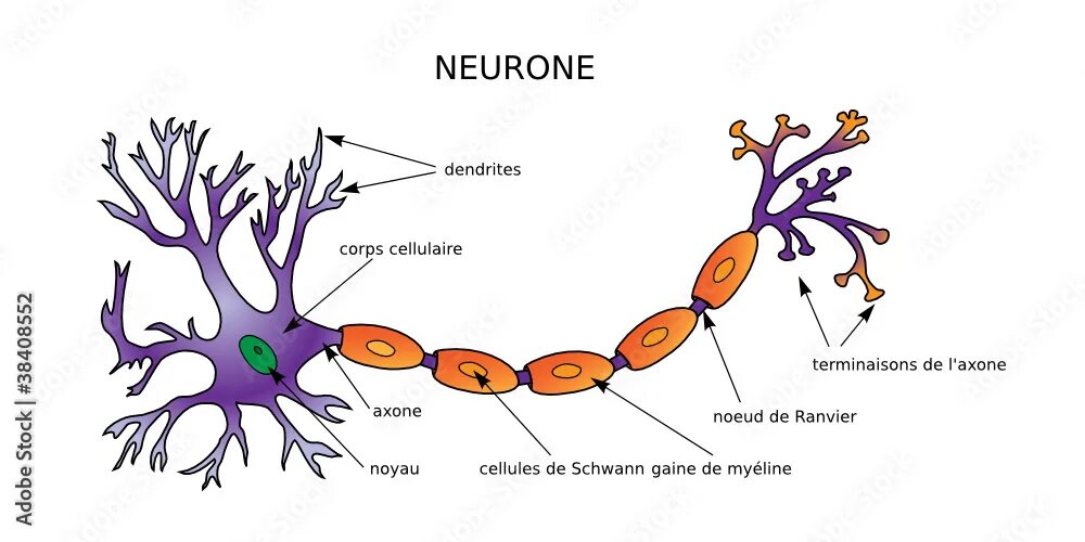 Neuron cell. Строение нейрона на латыни. neuron structure. терминаль аксона. pseudounipolar neuron.